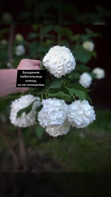Калина Бульденеж . Изысканная жемчужина сада. #садоводство #мойсад #сад #бульденеж #калина #цветы смотреть онлайн