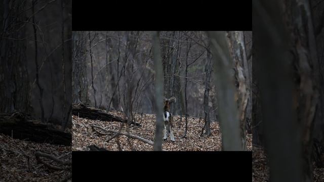Ciconia nigra смотреть онлайн