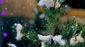 Sardor Mamadaliyev - Sevmoq sevilmoq | Сардор Мамадалиев - Севмок севилмок