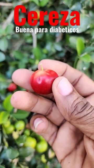 CEREZA exelente fruta para diabeticos #youtube #shorts #boneflute смотреть онлайн