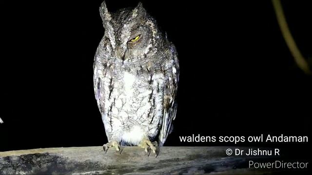 Walden's scops owl Andaman смотреть онлайн