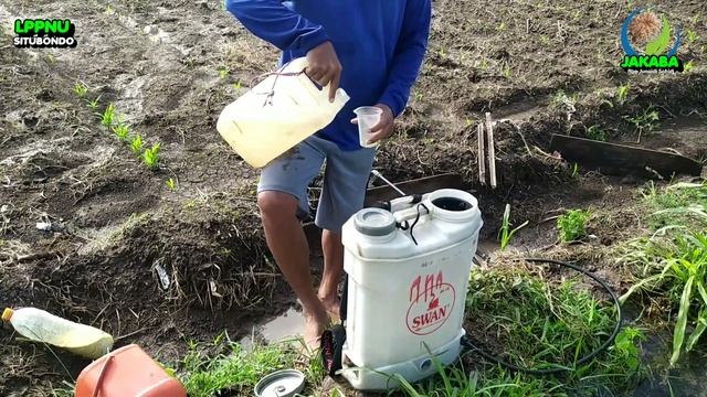 Cara membuat Fuka‼️untuk menanggulangi bulai jagung смотреть онлайн