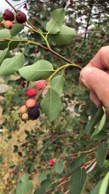 Saskatoon Berries Growing Wild And Ready To Pick Now