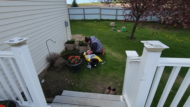 НАКОНЕЦ-ТО ДОЧА ЗА РУЛЁМ ! СЕЛЬЧАНКА В АМЕРИКЕ ВСЯ В ДЕЛАХ ,САЖАЮ ЦВЕТЫ ,ГУСИ ЗДЕЛАЛИ МНЕ ПОДАРОК.