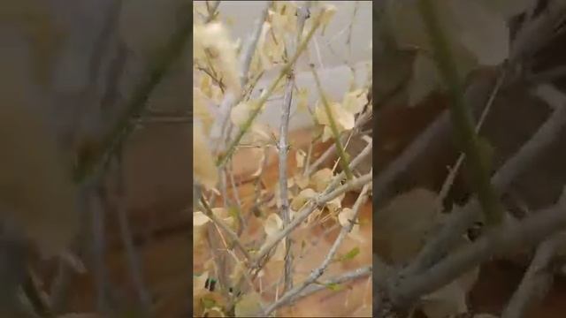Underwatering Of Jasmine How To Revive  Spray Water 5 Times On Leaf
