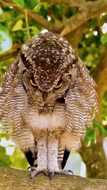 #nature #photography #wildlife #beautiful #instagood #animals #naturephotography #views #tranding смотреть онлайн