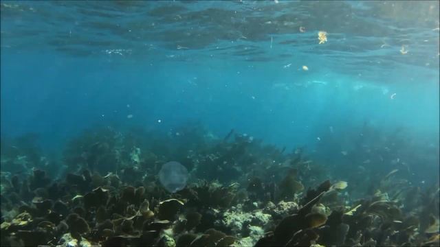 Coral Reef - Jesus of the Abyss - Key Largo, Fl - 21 Jan 2015 - Garmin VIRB смотреть онлайн