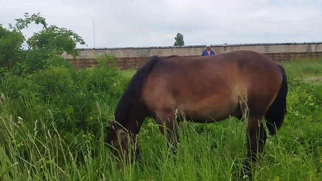 ЦЫГАНСКИЕ ЛОШАДИ🐎ЖЕРЕБЧИК АЛДАН 1 ГОД💪💥 смотреть онлайн
