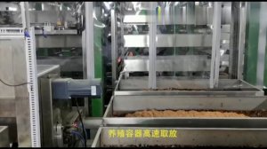 Выращивание личинки черной львинки. Автоматическая ферма  муховодства. #агротехника #конвейер