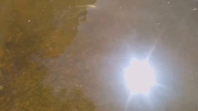 Кино про ворону! смотреть онлайн