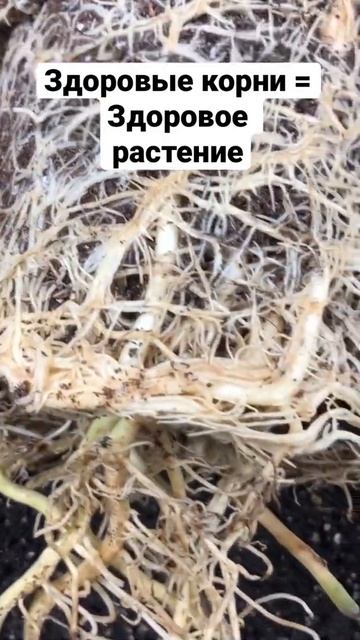 Корни здорового растения 😍 смотреть онлайн