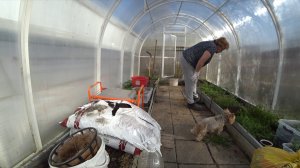 Делюсь шикарной клубникой. Работаем до 17:00. Кто засеял мой парник ?