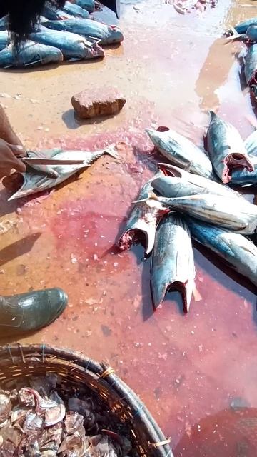 Unbelievable fish cutting skill 😱 Wii!! its unbelievable , great #shorts смотреть онлайн