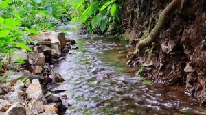 Расслабляющая атмосфера природы. Звуки нежного ручья