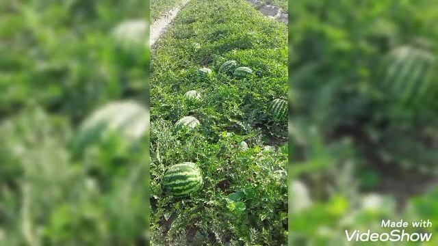 BURSA TOHUM AU PRODUCER Тарвуз. смотреть онлайн