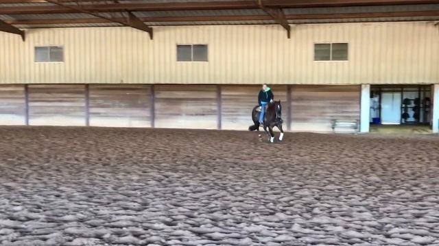 4 yr old gelding by Mega Watt Shine x daughter of Smart Chic Olena смотреть онлайн