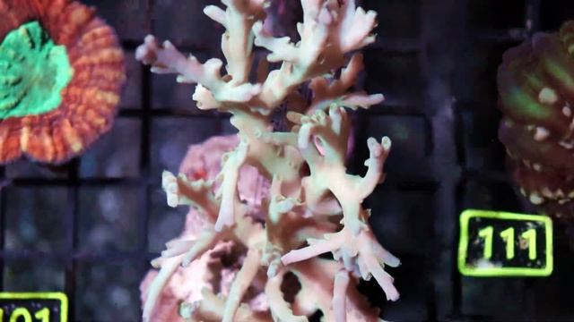 SPS CORALS смотреть онлайн