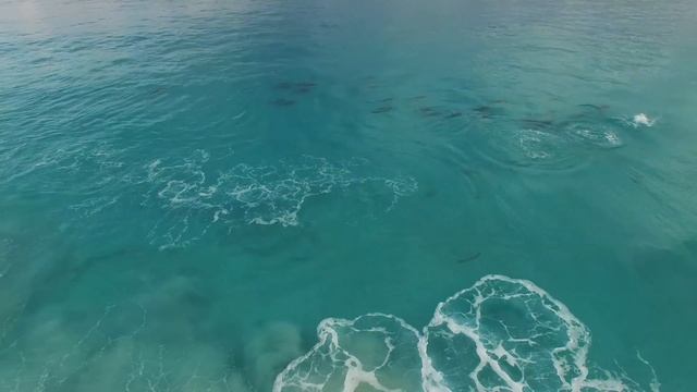 Dolphin Haze, Esperance Australia смотреть онлайн