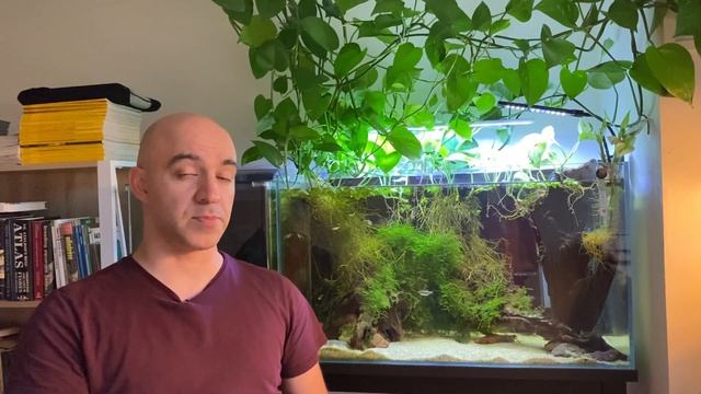 You Should Know This When Buying L-number Pleco!!!