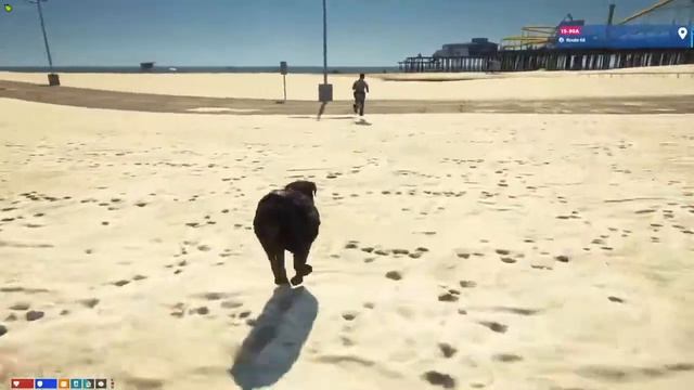 Quimbley Westfall | Gabagool BSCO K9 | Subversion GTA RP | !SVRP | GTA 5 ROLEPLAY смотреть онлайн