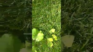 После обработки гербицидами