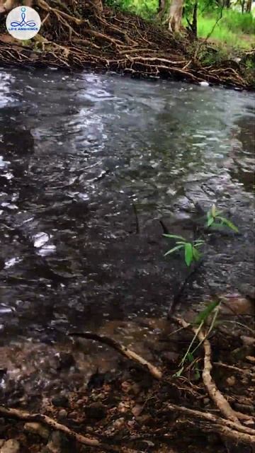 Sounds Of Water Streaming And Birds Singing , Nature Mind Relaxing смотреть онлайн