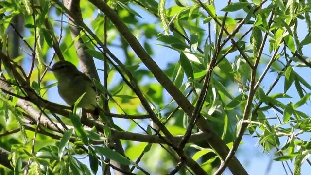 Голоса птиц - Пеночка-теньковка(Phylloscopus collybita) смотреть онлайн