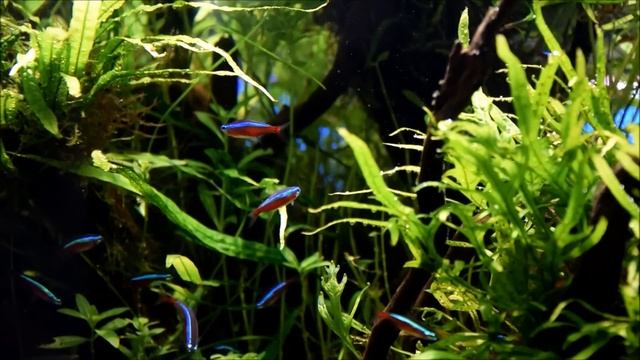 Cheirodon axelrodi - NEON CZERWONY смотреть онлайн