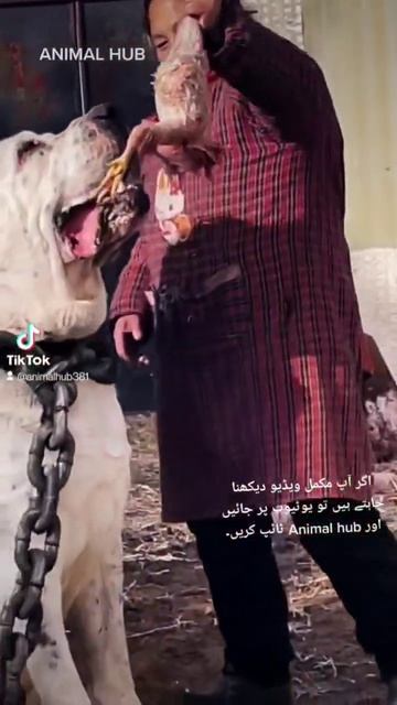 World Biggest Alabai Eating Raw Chicken 🐔