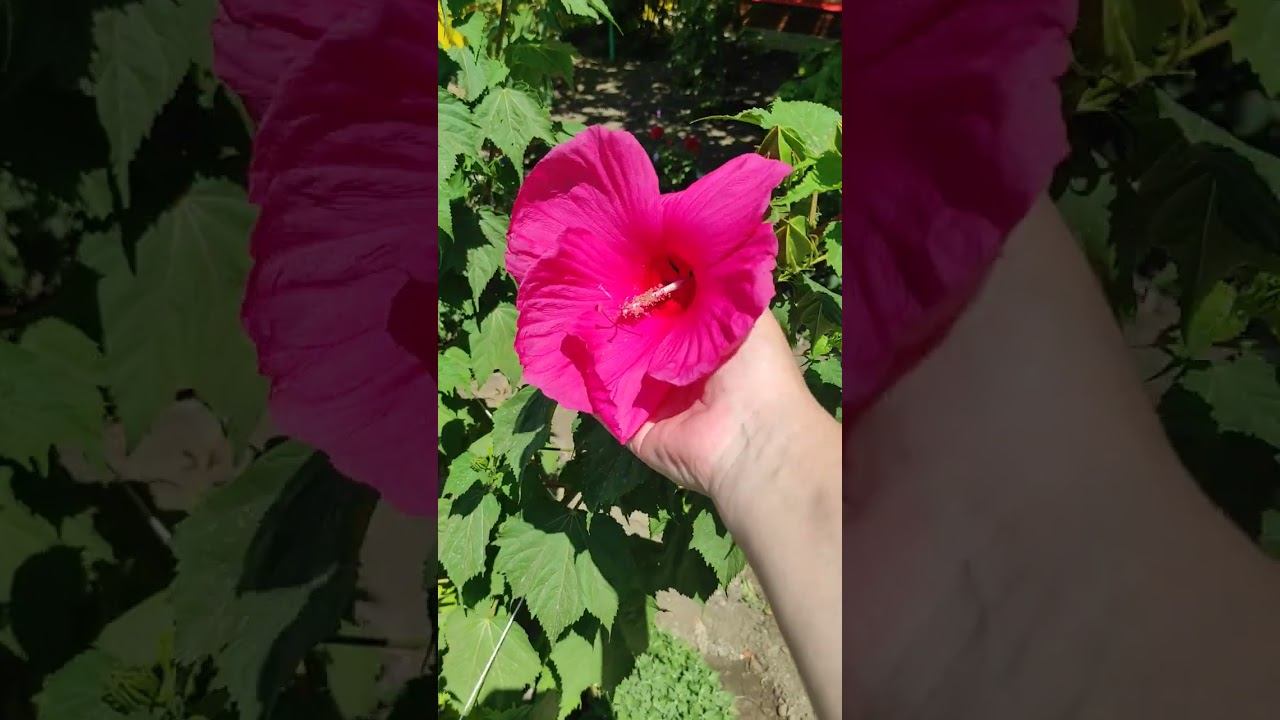 Уже в Ростове