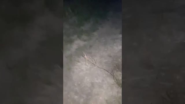 Zbieranie Drzewa Na Ognisko Alanek