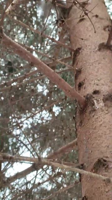 Белка запасает грецкие орехи