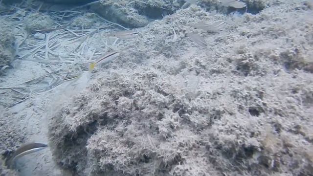 Meerpfau (Thalassoma Pavo), Barbe (Mullus), Meerjunker (Coris Julis), Schwarm Lippfische (Symphodus