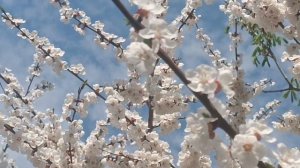 *Пасха Красная*Браво за исполнение песни Светлана Копылова. Посмотрите и послушайте.!!!! Мне зашло.