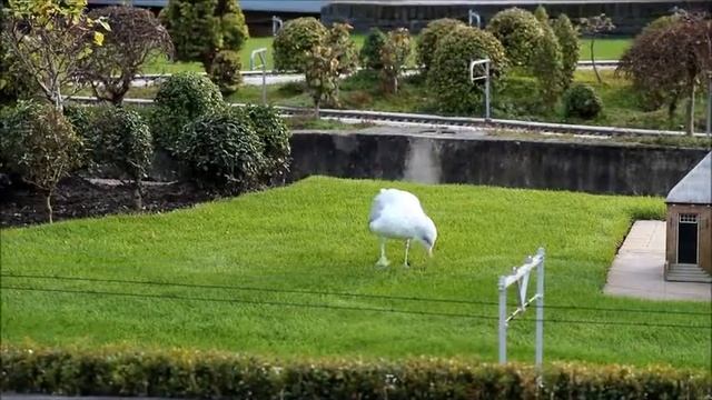 Голландская чайка... смотреть онлайн