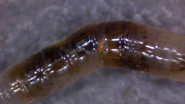 Unbestimmte Made (Unidentified maggot) смотреть онлайн