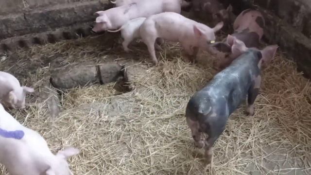 время пошло. поросята на уборку зерновых.