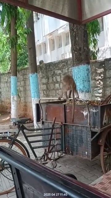 cute baby monkey 🐒 ko dek k rahe h🤣😎hash ta hai #youtubeshorts #shorts смотреть онлайн