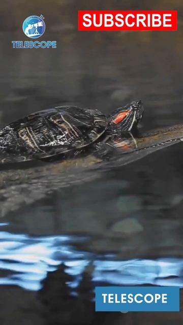 Totanobova #youtubeshorts #facts #animals #snake