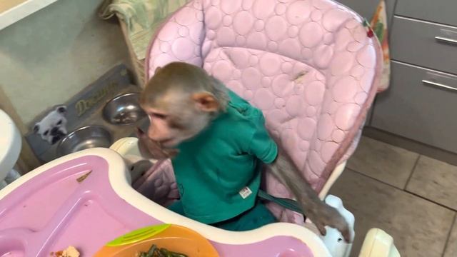 Вчерашний ужин 🍍🍆🥦🌽🍼🥛13 декабря 2022 г.#макака #обезьяна #ужин #молоко