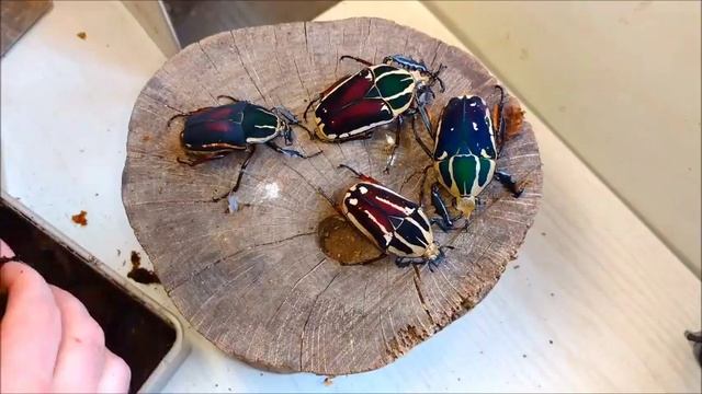 Mecynorrhina torquata ugandensis colour variations, new beetles !!! смотреть онлайн