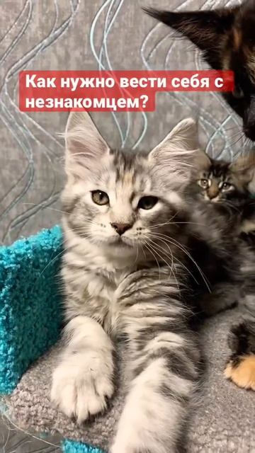 Самый милый котёнок. смотреть онлайн