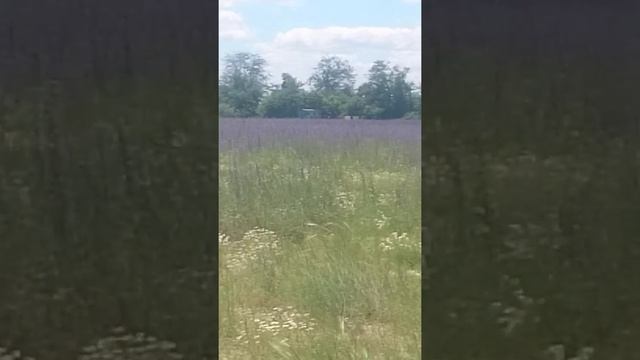 Кочёвка на синяк смотреть онлайн