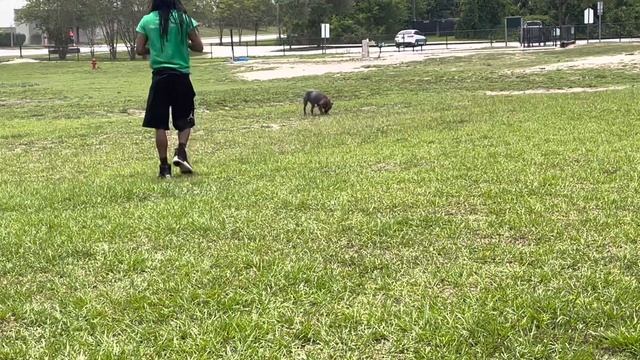Puma First Time At The Dog Park Pt.2 #xlbully #pitbull #pitbulldog #nbh смотреть онлайн