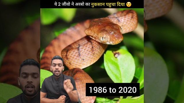 अरबो का नुकसान कर दिया इन छोटे जिवो ने 😮 || #shorts #facts #sanjeevkiconnection #india || смотреть онлайн