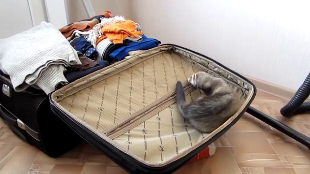 Хорек балдеет =)