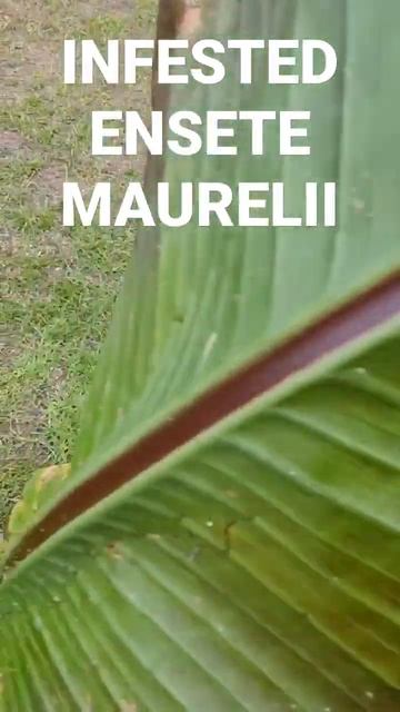INFESTED ENSETE MAURELII смотреть онлайн