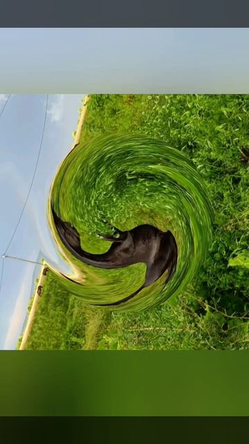 Жеребёнок ТЕКИНСКИХ кровей