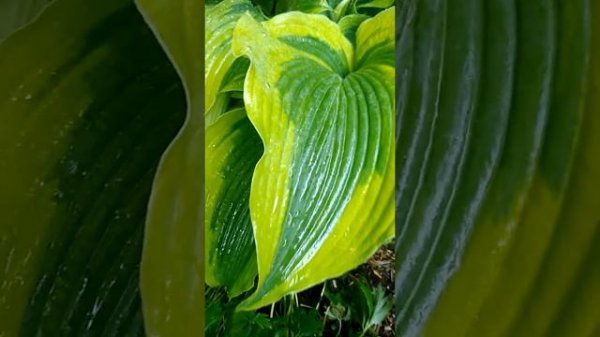 Хоста Атлантис