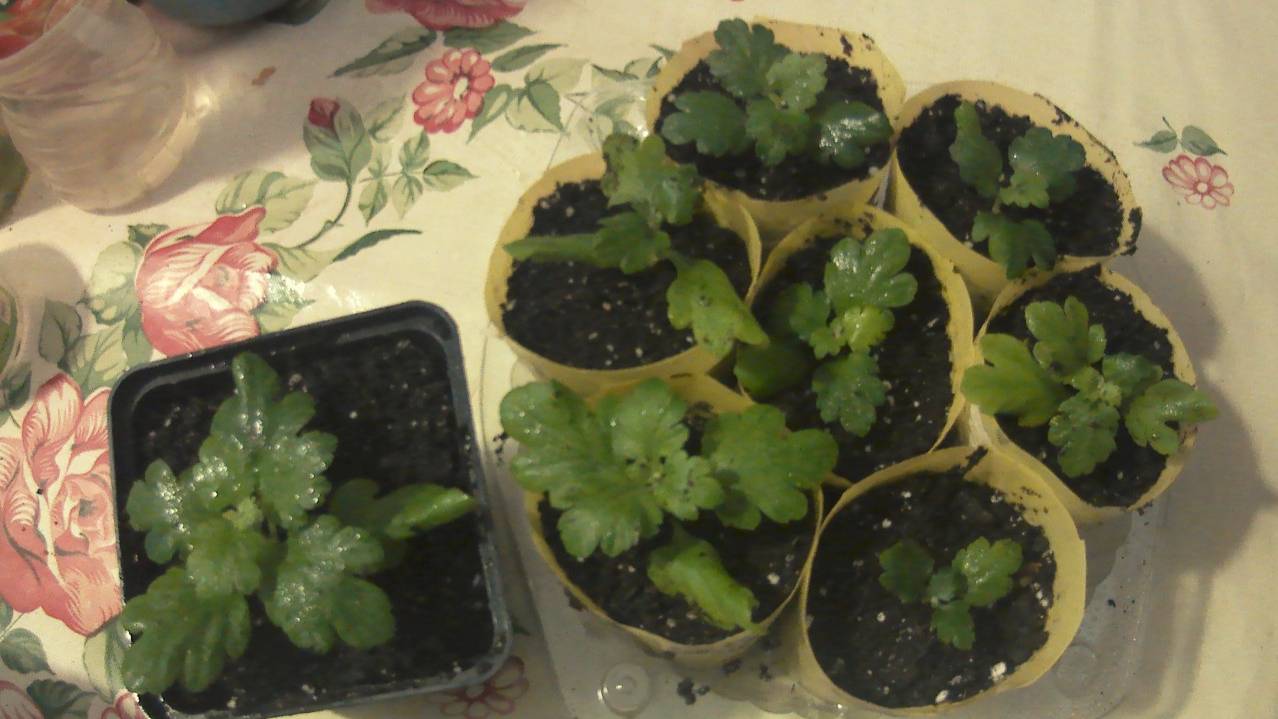 Рассаживаю УКОРЕНЕННЫЕ ЧЕРЕНКИ хризантемы мультифлора.